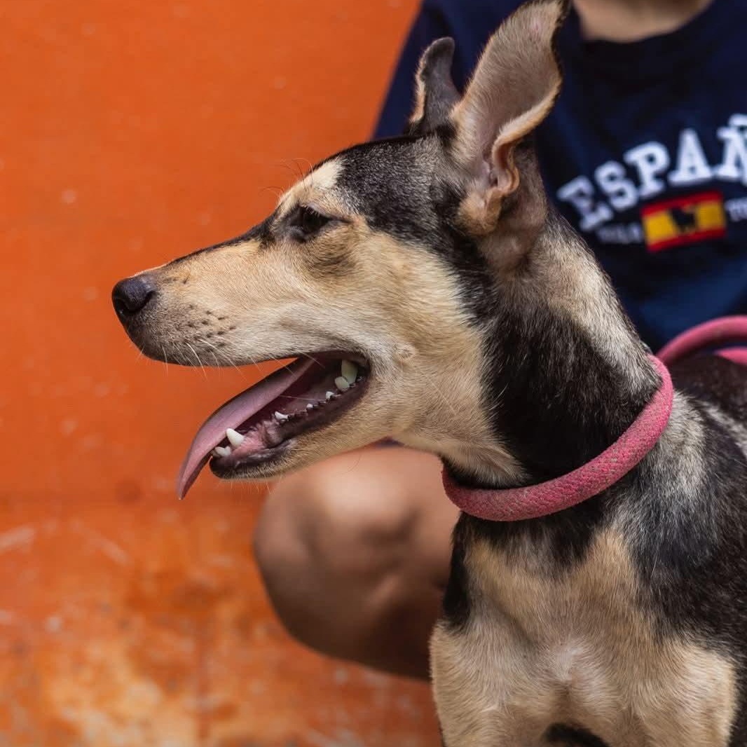 Enlarge Zack, an adoptable mixed breed in Williamsburg, ON image 16/17