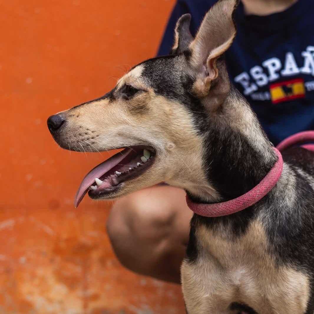 Enlarge Zack, an adoptable mixed breed in Williamsburg, ON image 2/17
