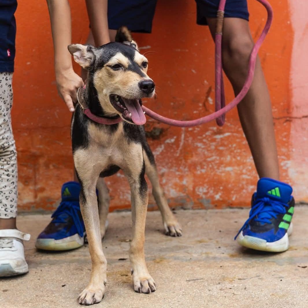 Enlarge Zack, an adoptable mixed breed in Williamsburg, ON image 15/17