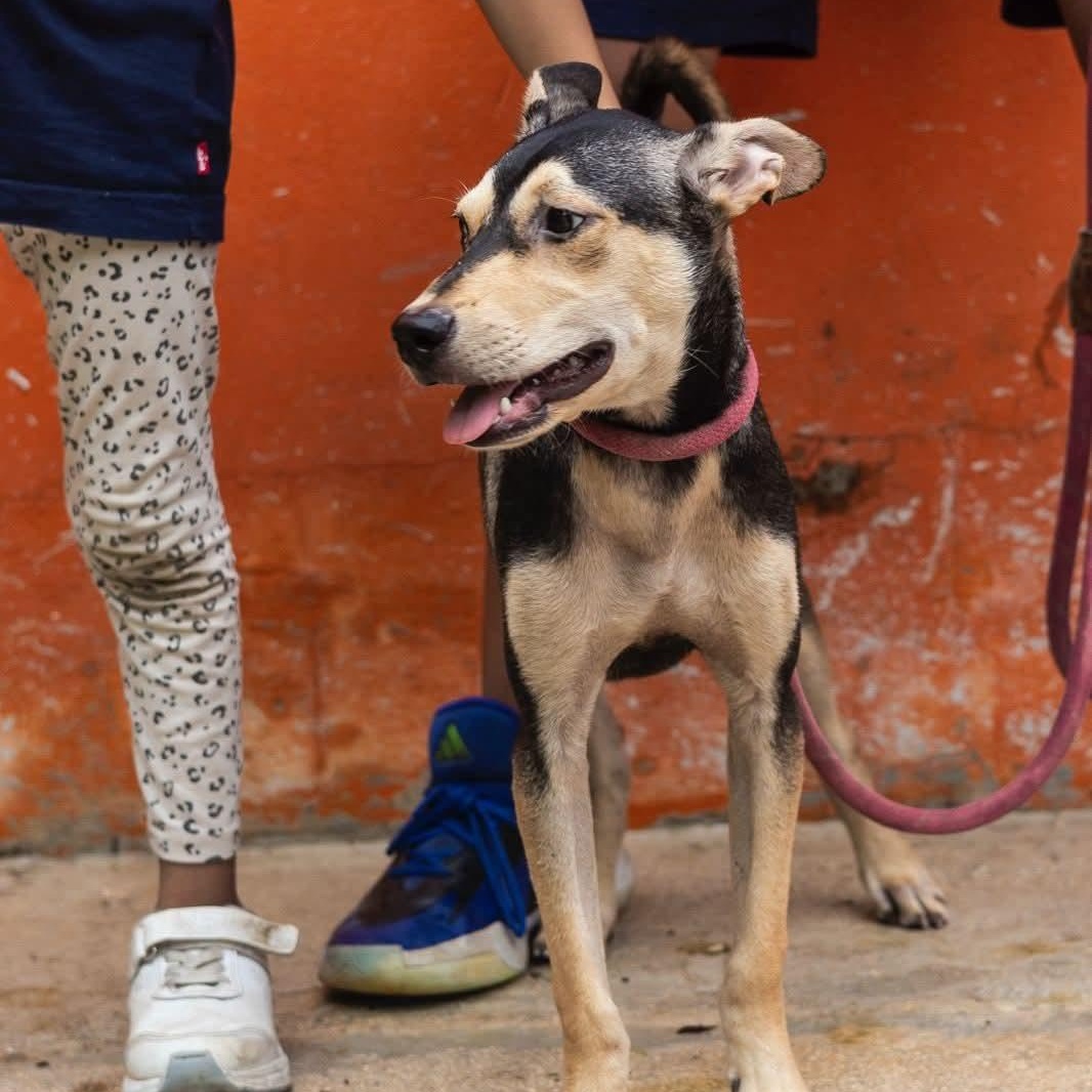 Enlarge Zack, an adoptable mixed breed in Williamsburg, ON image 4/17