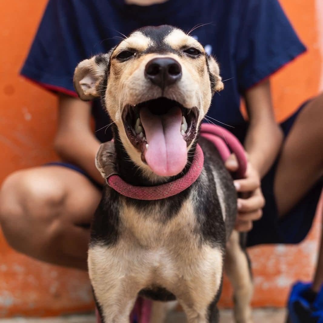 Enlarge Zack, an adoptable mixed breed in Williamsburg, ON image 5/17