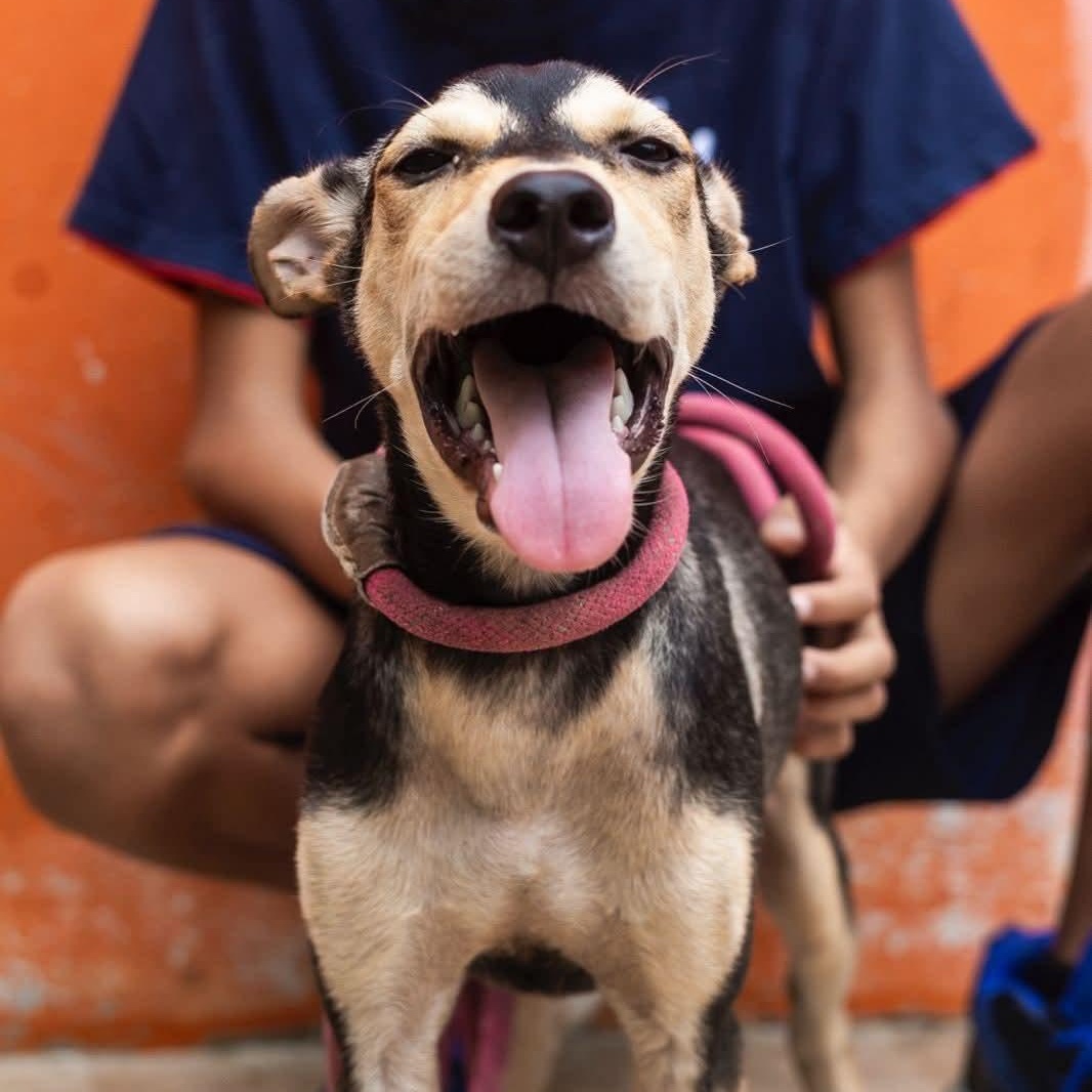 Enlarge Zack, an adoptable mixed breed in Williamsburg, ON image 14/17