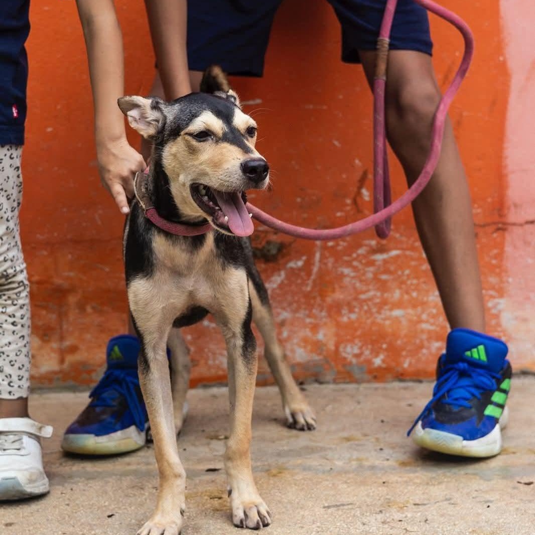 Enlarge Zack, an adoptable mixed breed in Williamsburg, ON image 7/17
