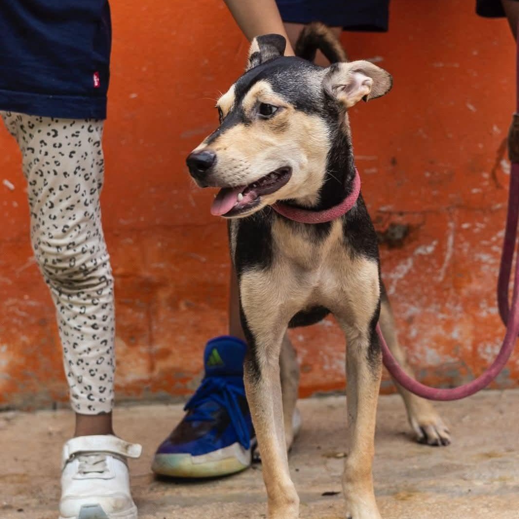 Enlarge Zack, an adoptable mixed breed in Williamsburg, ON image 9/17