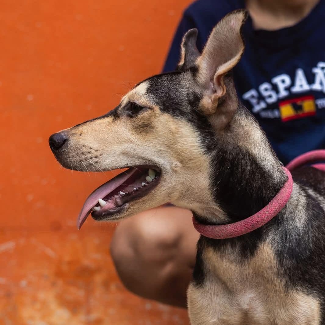 Enlarge Zack, an adoptable mixed breed in Williamsburg, ON image 11/17