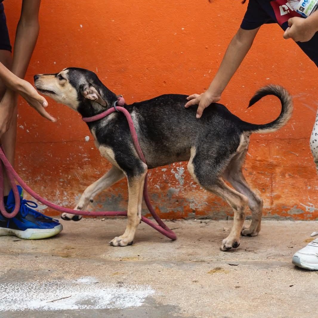 Enlarge Zack, an adoptable mixed breed in Williamsburg, ON image 12/17