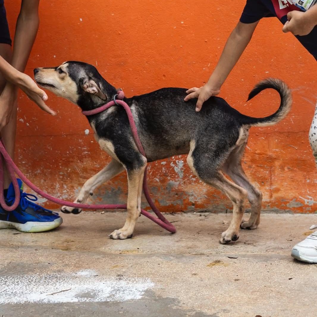 Enlarge Zack, an adoptable mixed breed in Williamsburg, ON image 13/17