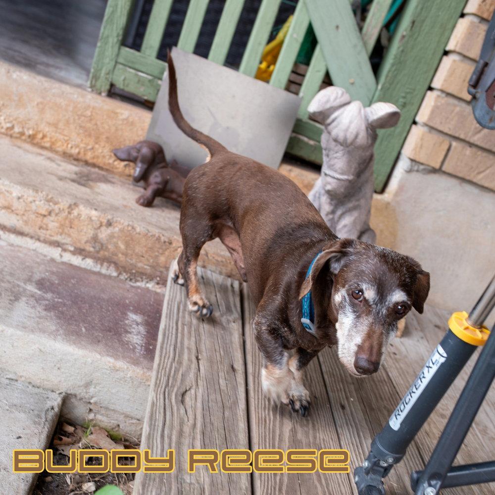 Enlarge Buddy Reese, a Adopted Dachshund in San Antonio, TX image 1/3
