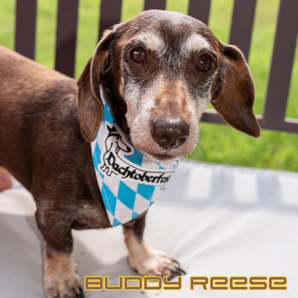 Enlarge Buddy Reese, a Adopted Dachshund in San Antonio, TX image 2/3