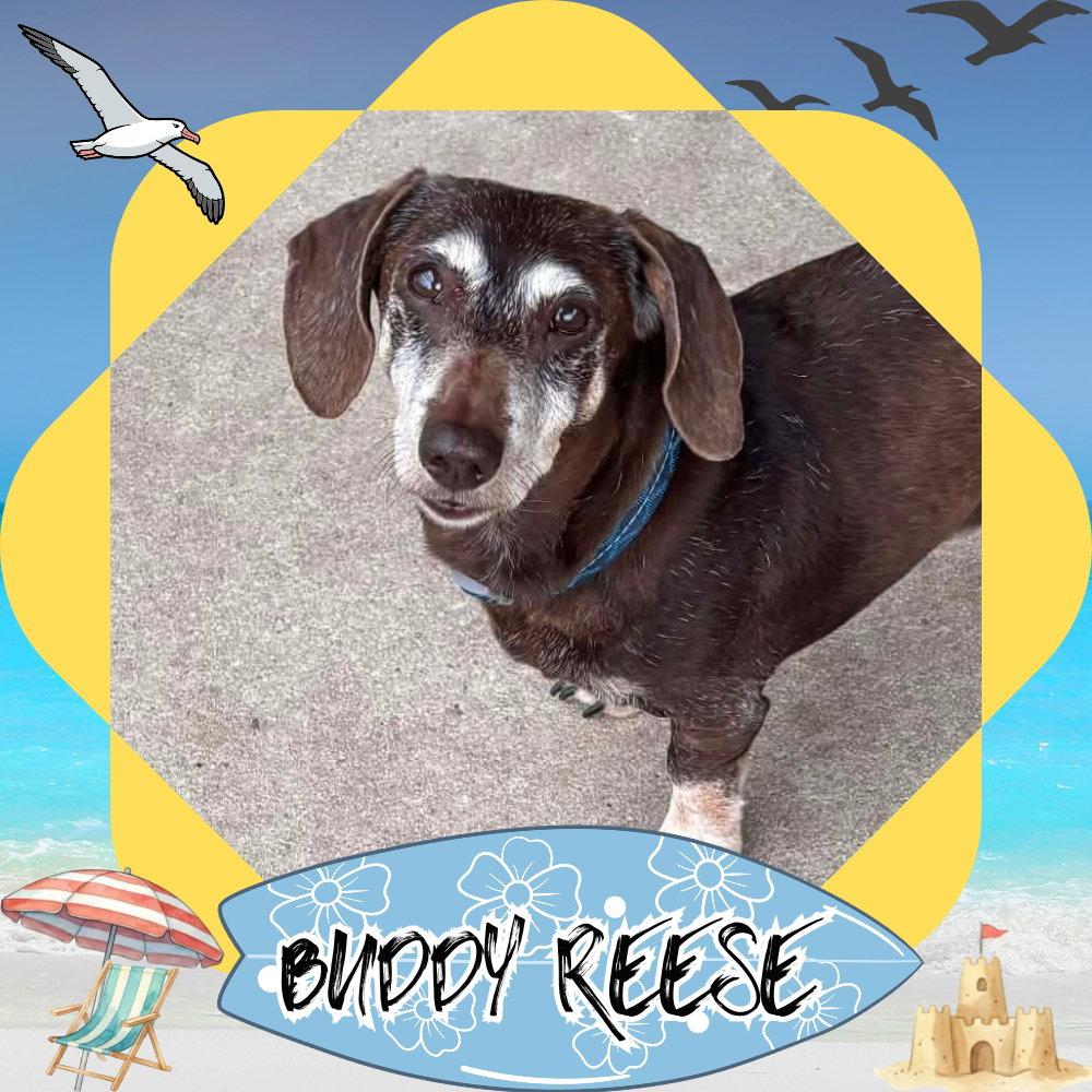 Enlarge Buddy Reese, a Adopted Dachshund in San Antonio, TX image 3/3