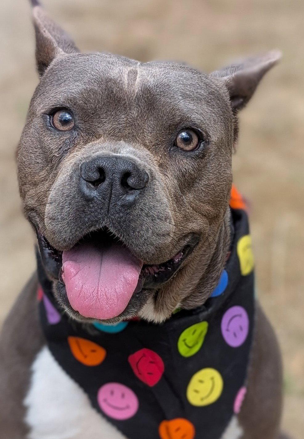 Enlarge Max, a Adoptable Pit Bull Terrier in Hillsboro, NH image 1/3