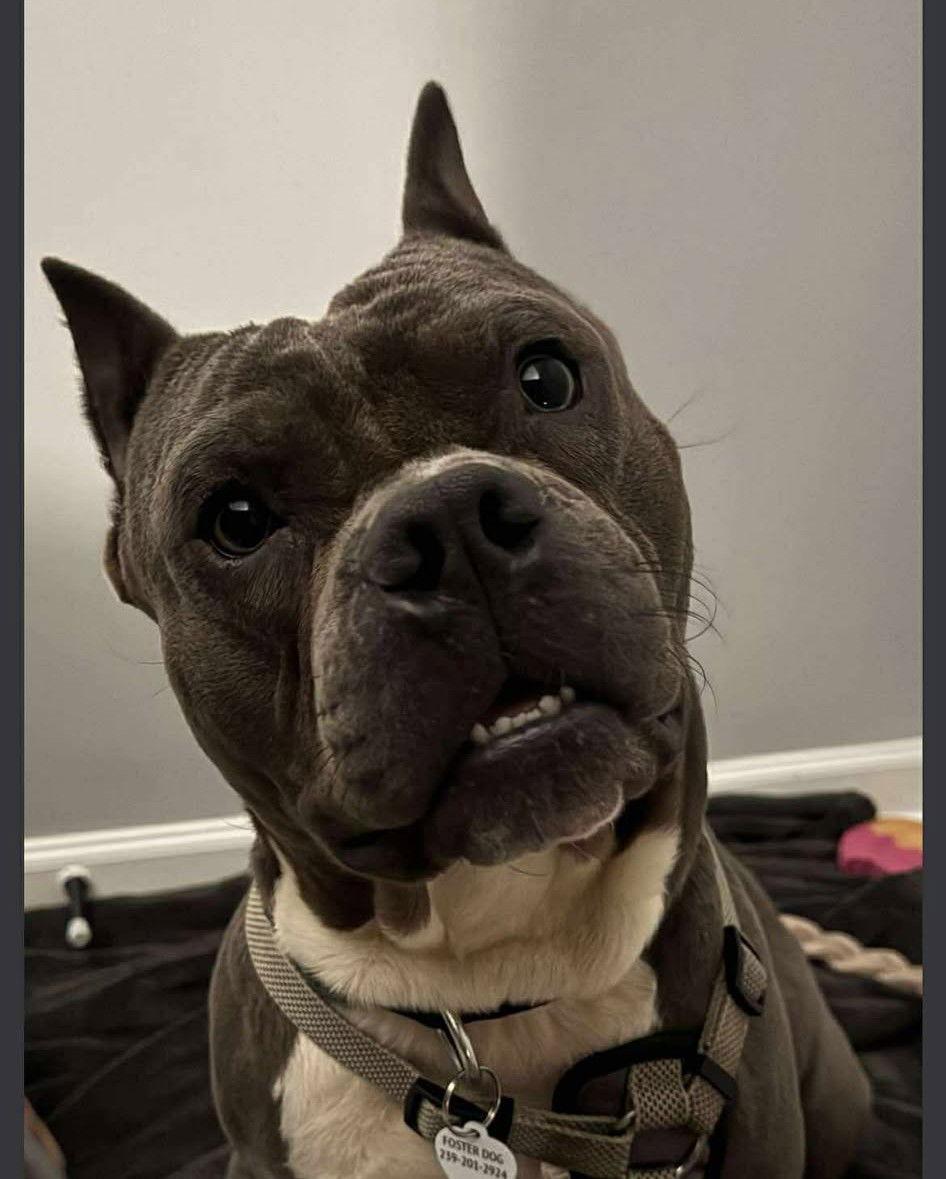 Enlarge Big Max, a Adoptable Rottweiler in Hillsboro, NH image 1/2