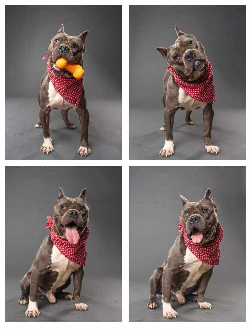 Enlarge Big Max, a Adoptable Rottweiler in Hillsboro, NH image 2/2