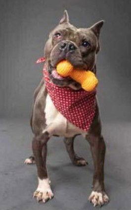 Enlarge Big Max, a Adoptable Pit Bull Terrier in Hillsboro, NH image 3/3