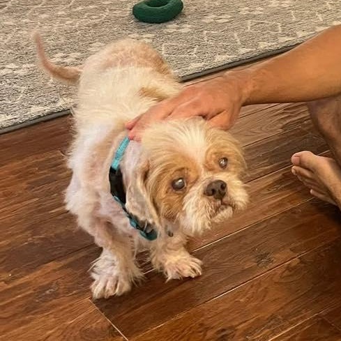 Enlarge Joe, an adoptable Shih Tzu in Rockville, MD image 4/6