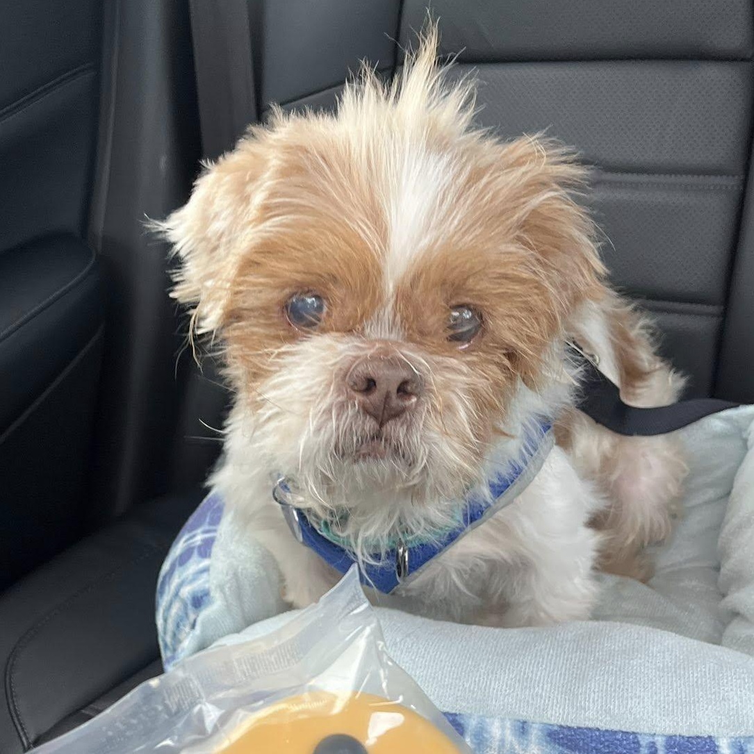 Enlarge Joe, an adoptable Shih Tzu in Rockville, MD image 1/6