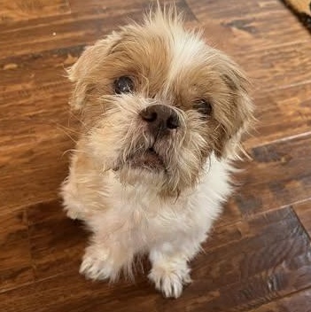 Enlarge Joe, an adoptable Shih Tzu in Rockville, MD image 2/6