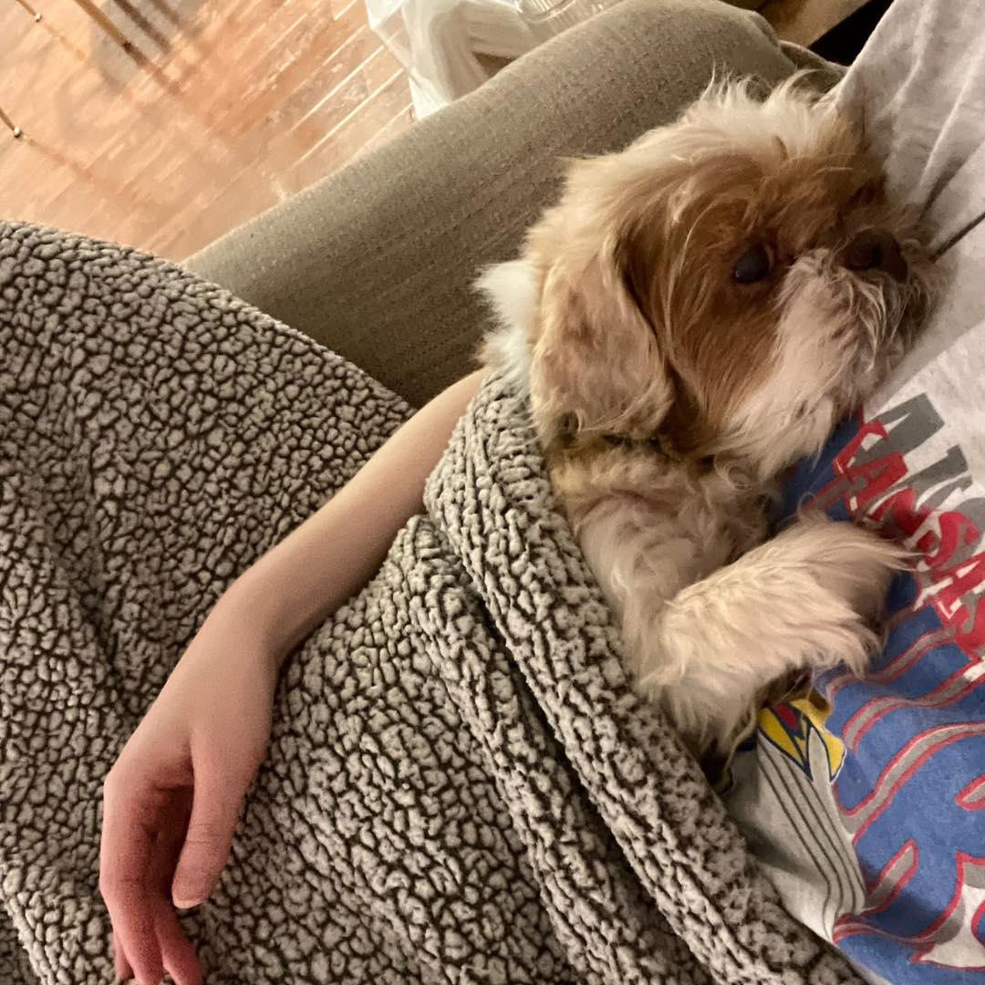 Enlarge Joe, an adoptable Shih Tzu in Rockville, MD image 3/6