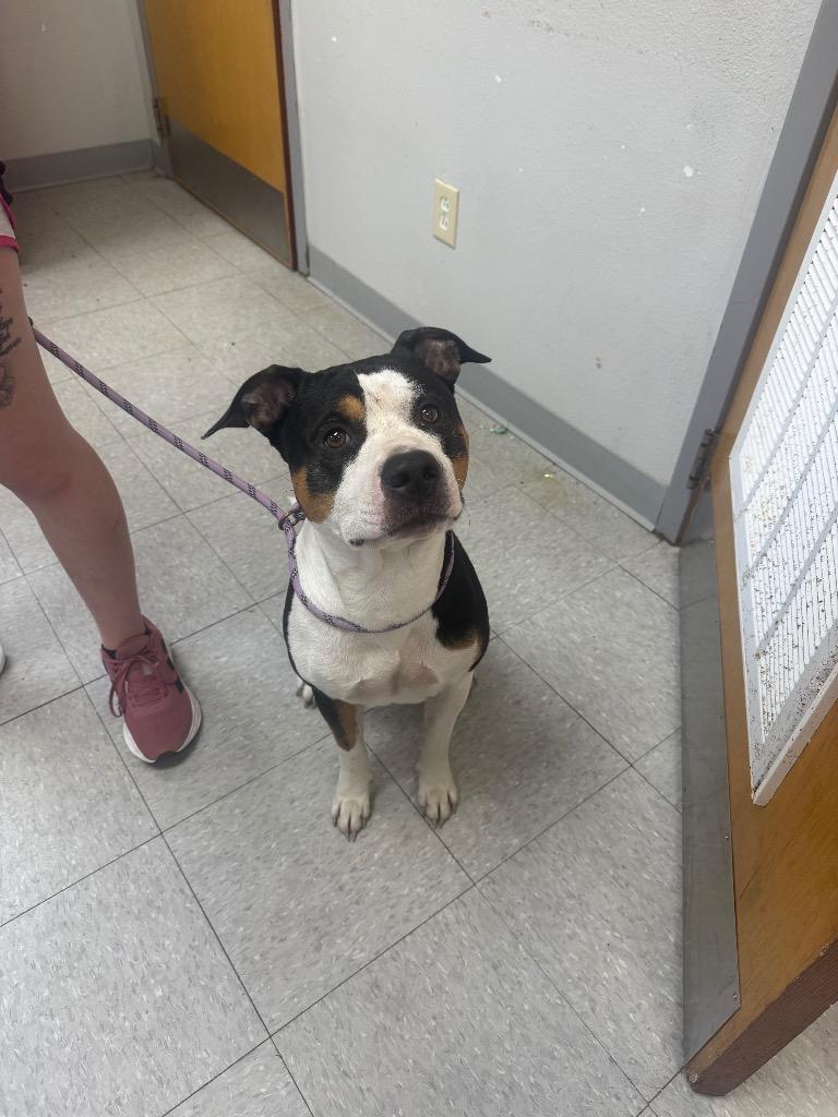 Aldean, Adoptable, Adult Male American Staffordshire Terrier.
