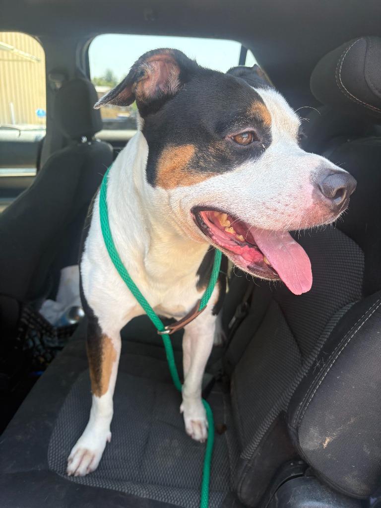 Enlarge Aldean, a Adoptable American Staffordshire Terrier in Sorrento, LA image 2/4