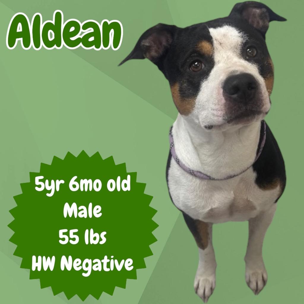Enlarge Aldean, a Adoptable American Staffordshire Terrier in Sorrento, LA image 3/4