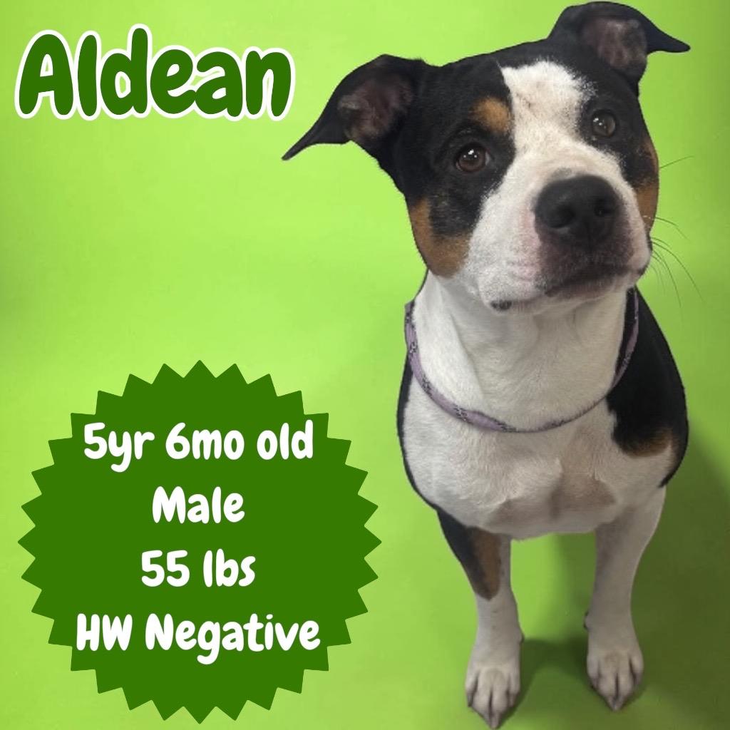 Enlarge Aldean, a Adoptable American Staffordshire Terrier in Sorrento, LA image 4/4