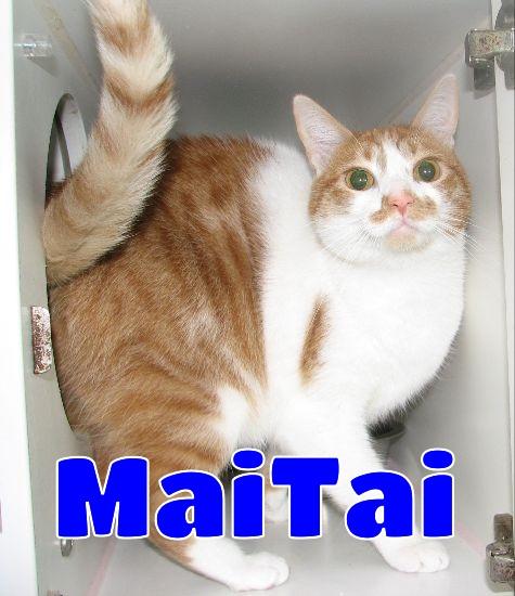 Mai Tai, a Adoptable Domestic Short Hair in Lawrenceburg, KY image 3/6