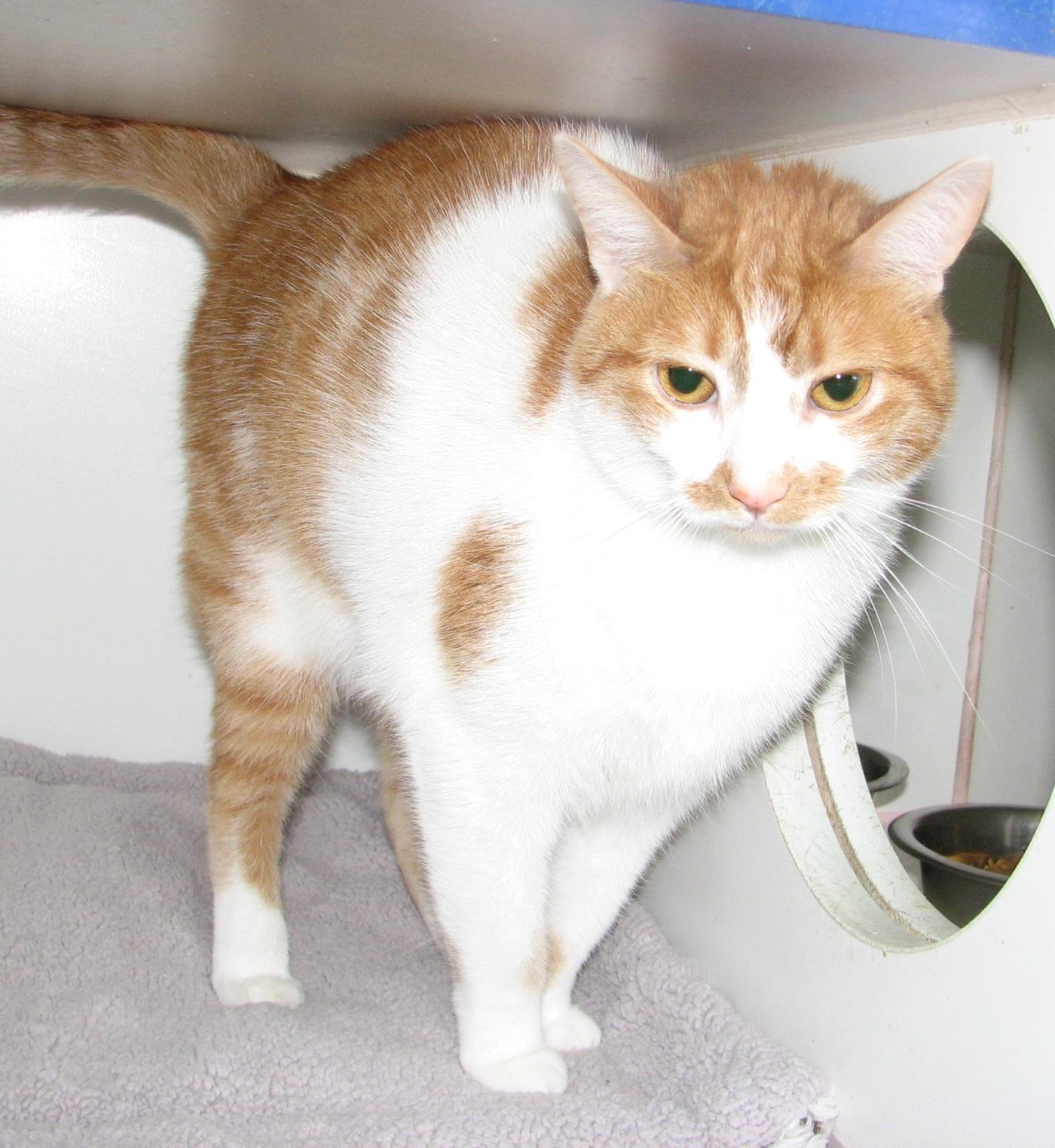 Mai Tai, a Adoptable Domestic Short Hair in Lawrenceburg, KY image 4/6