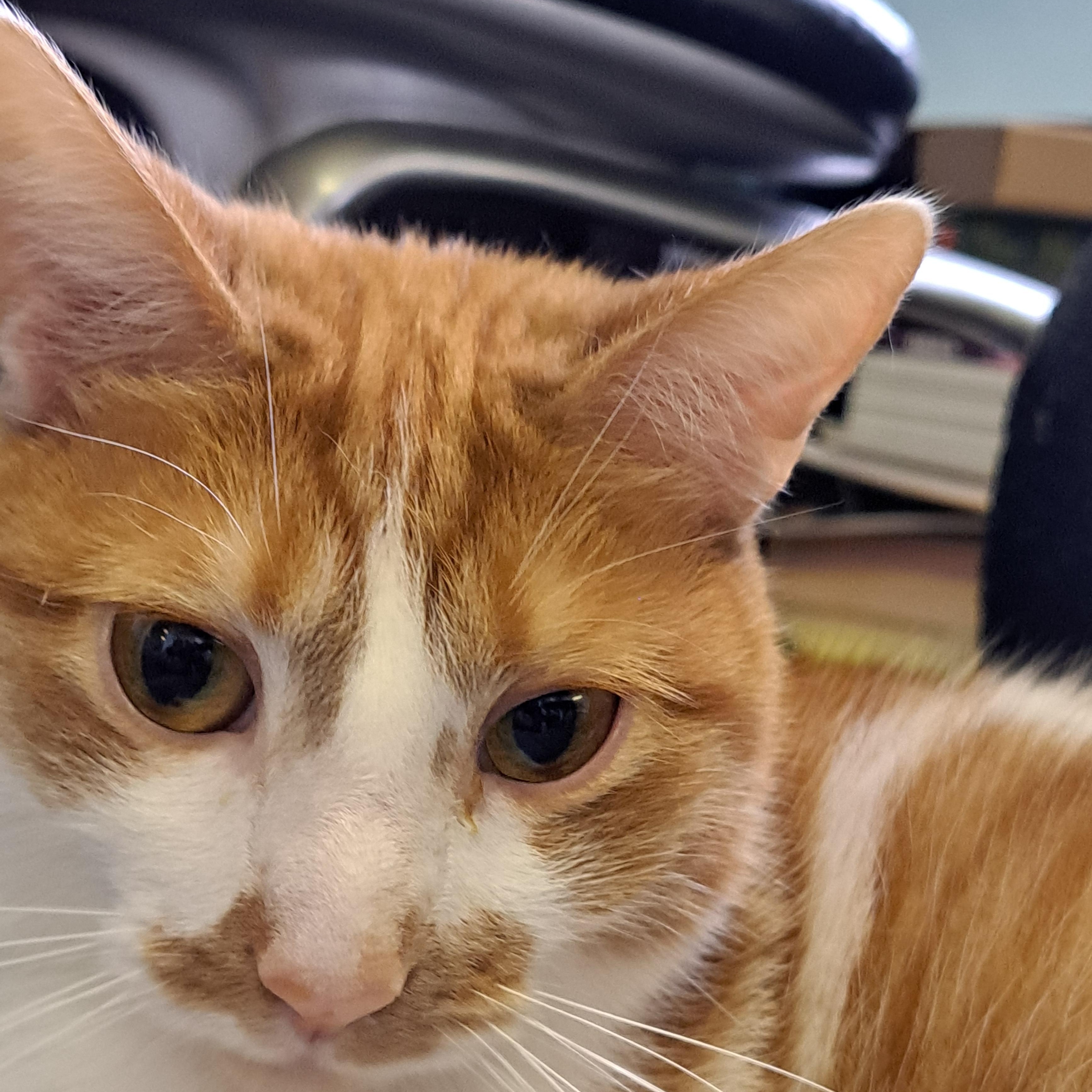 Mai Tai, a Adoptable Domestic Short Hair in Lawrenceburg, KY image 1/6