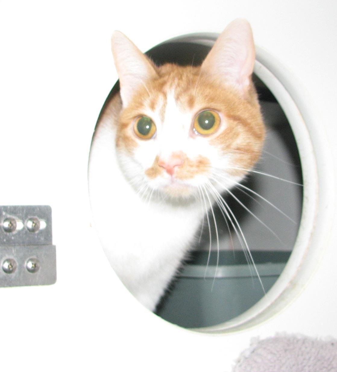 Mai Tai, a Adoptable Domestic Short Hair in Lawrenceburg, KY image 6/6