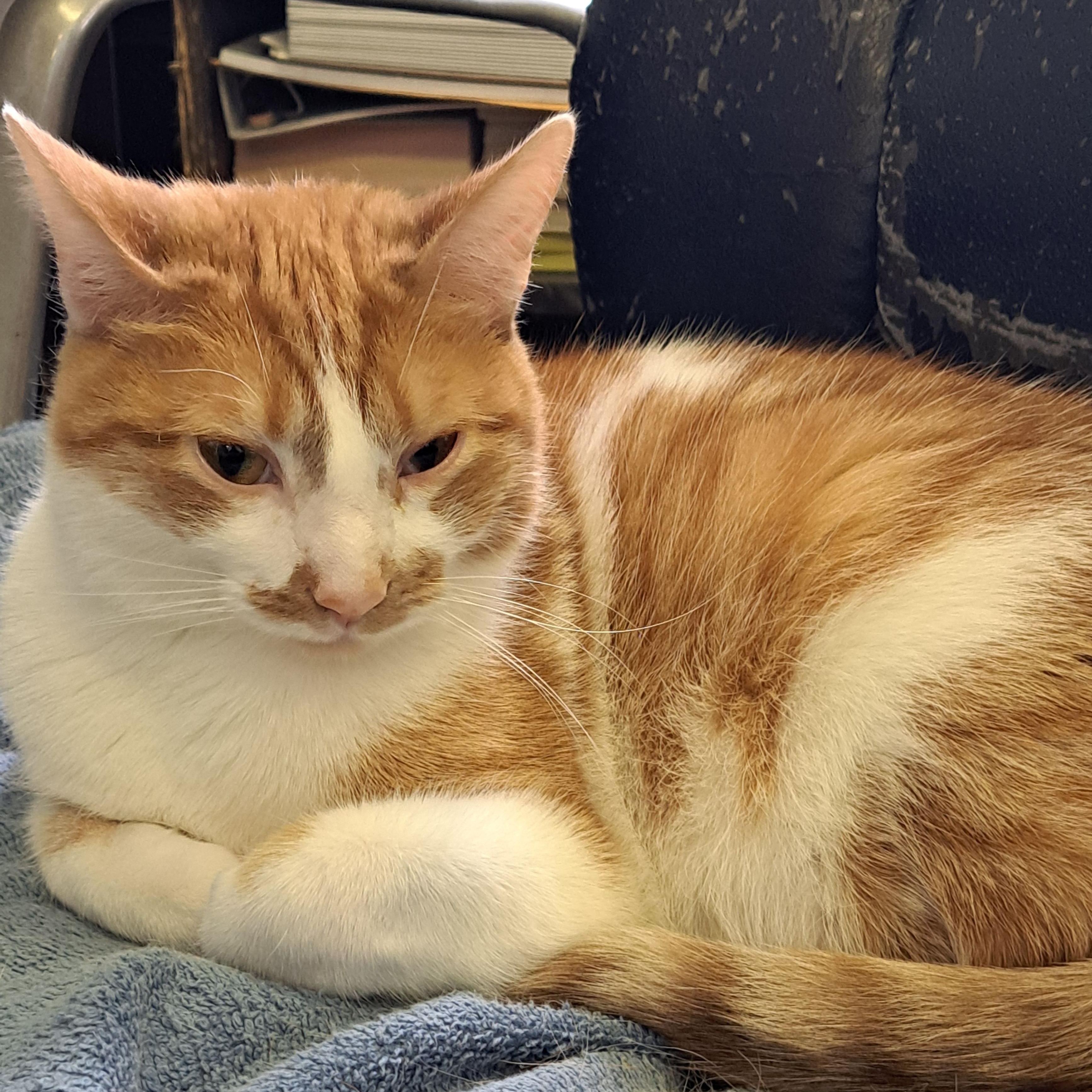 Mai Tai, a Adoptable Domestic Short Hair in Lawrenceburg, KY image 5/6