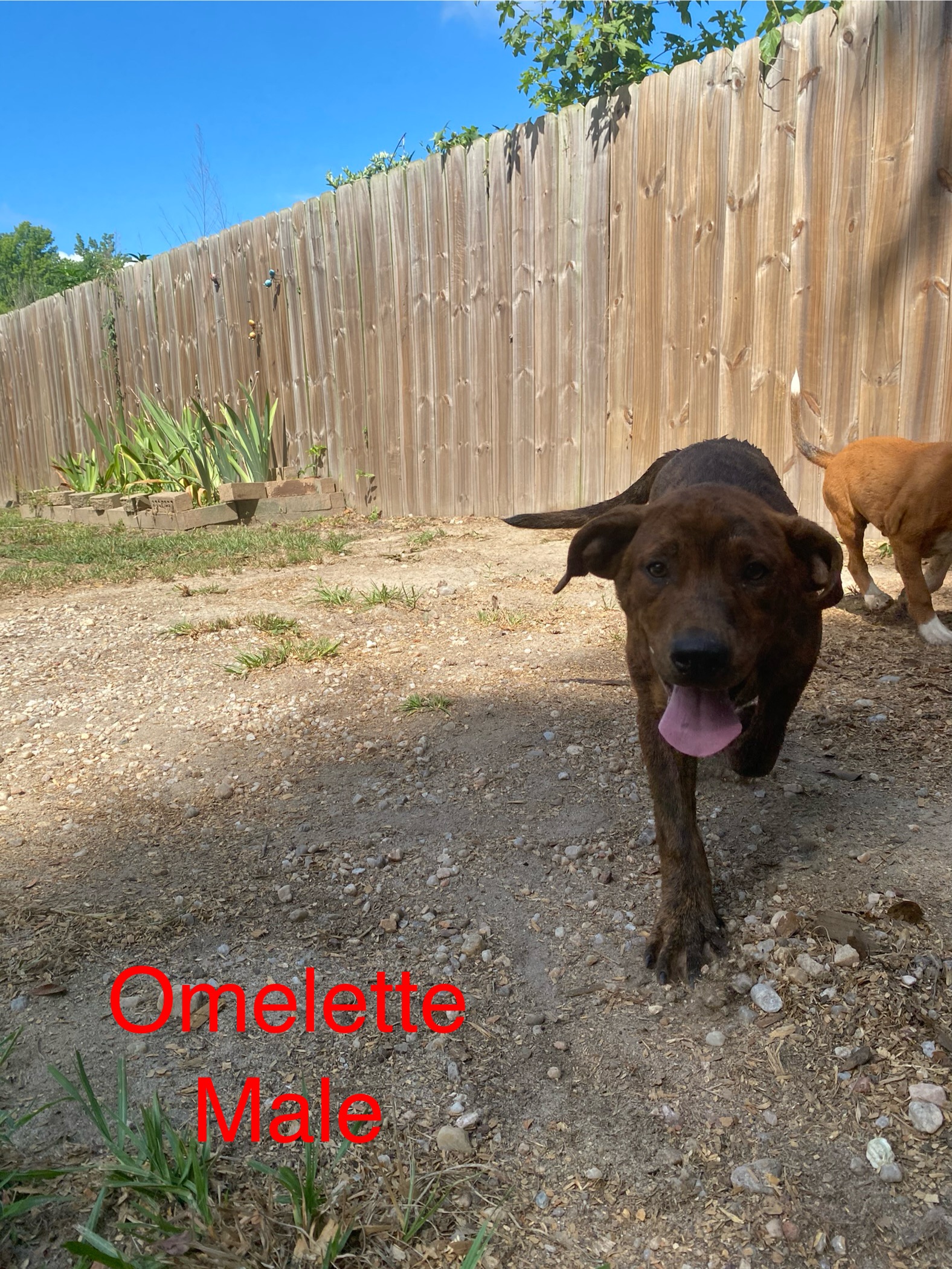 Omelette, Baby Male Mixed Breed