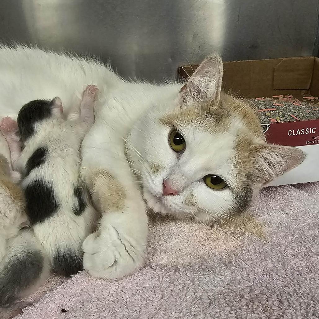 Ophelia, Adoptable, Adult Female Domestic Short Hair.