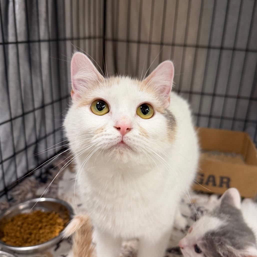 Ophelia, a Adoptable Domestic Short Hair in Martinsville, VA image 2/2