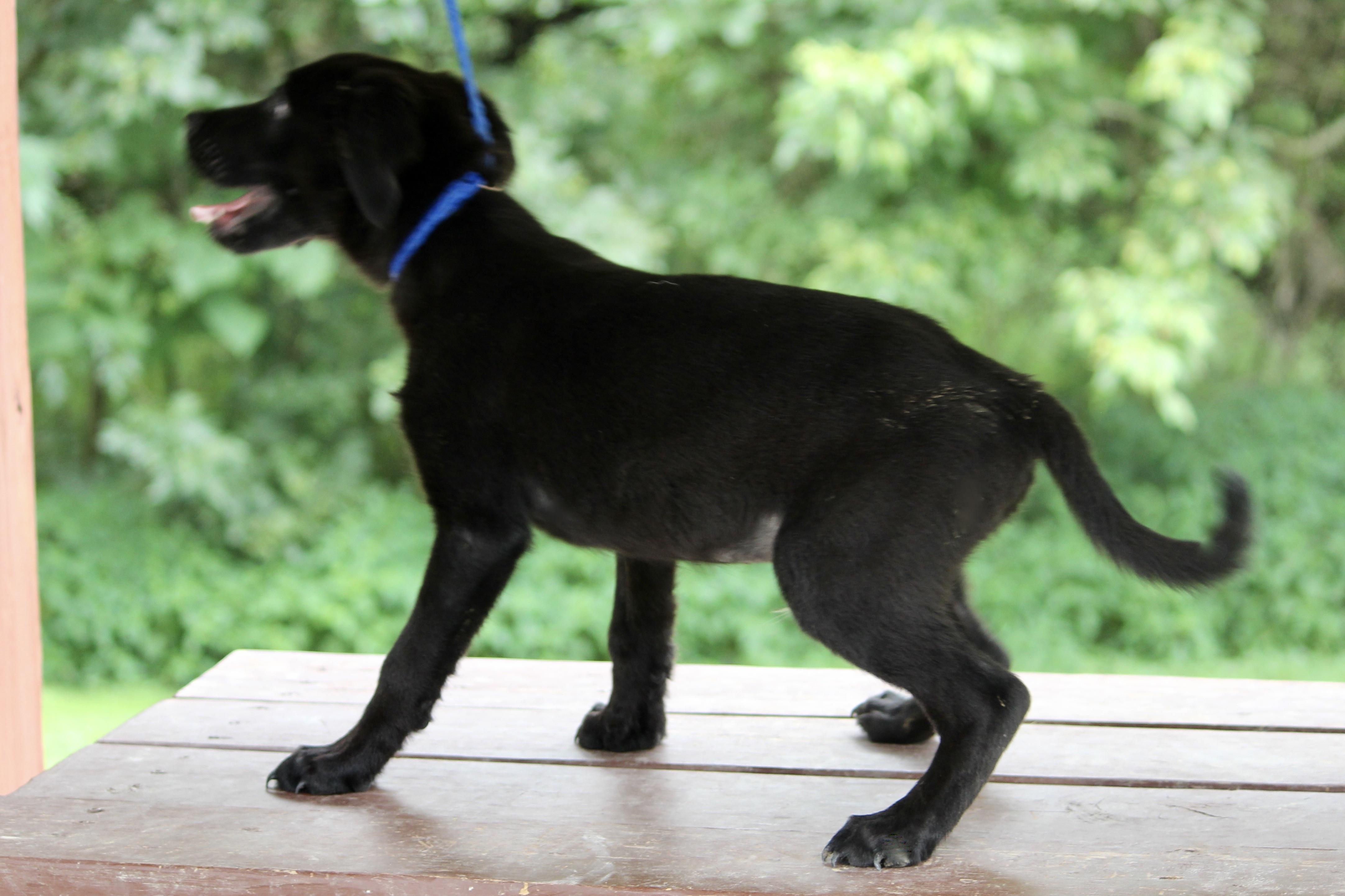 Enlarge MESSI, an adopted Mixed Breed in Brazil, IN image 4/4