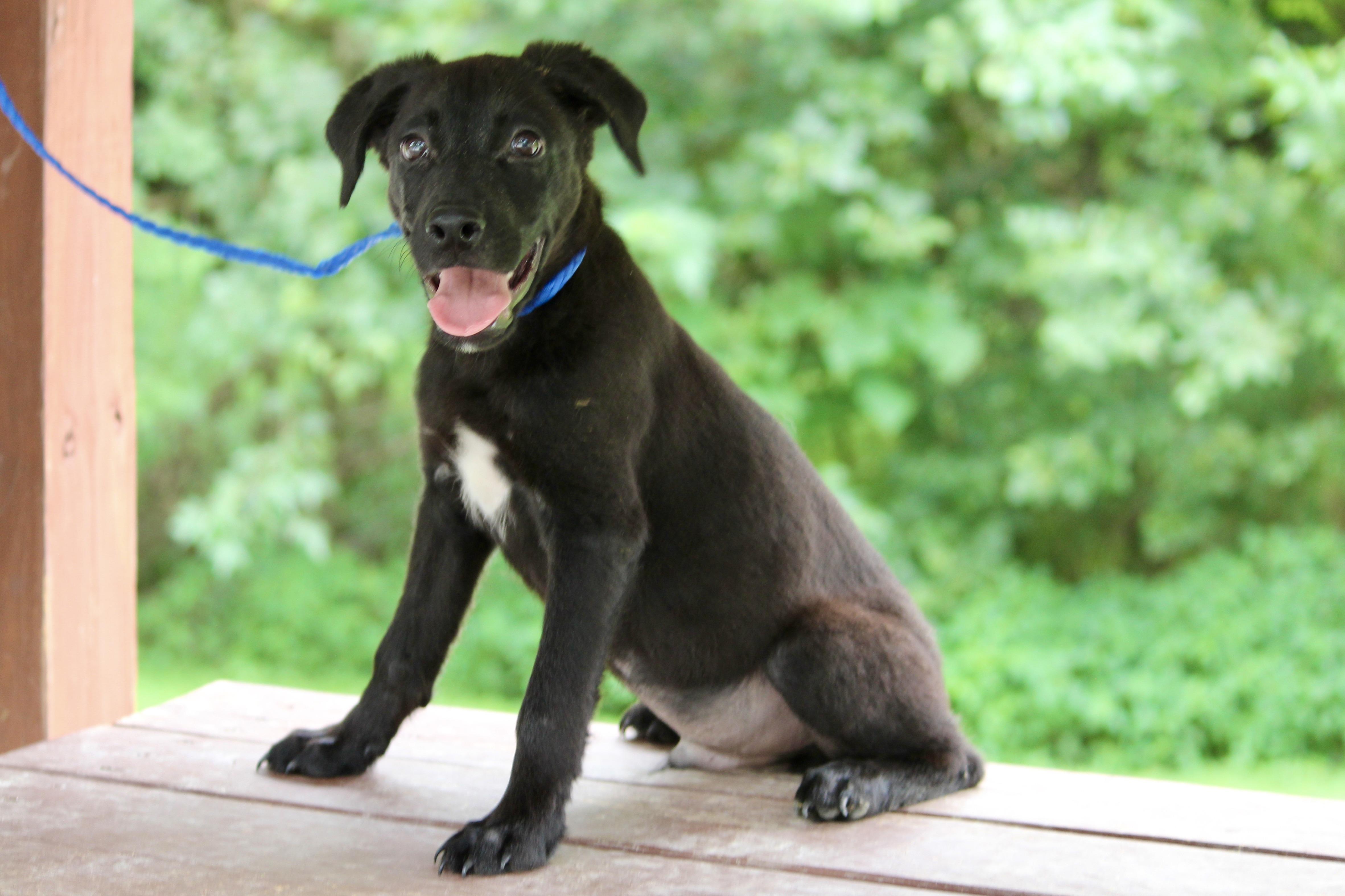 Enlarge MESSI, an adopted Mixed Breed in Brazil, IN image 2/4