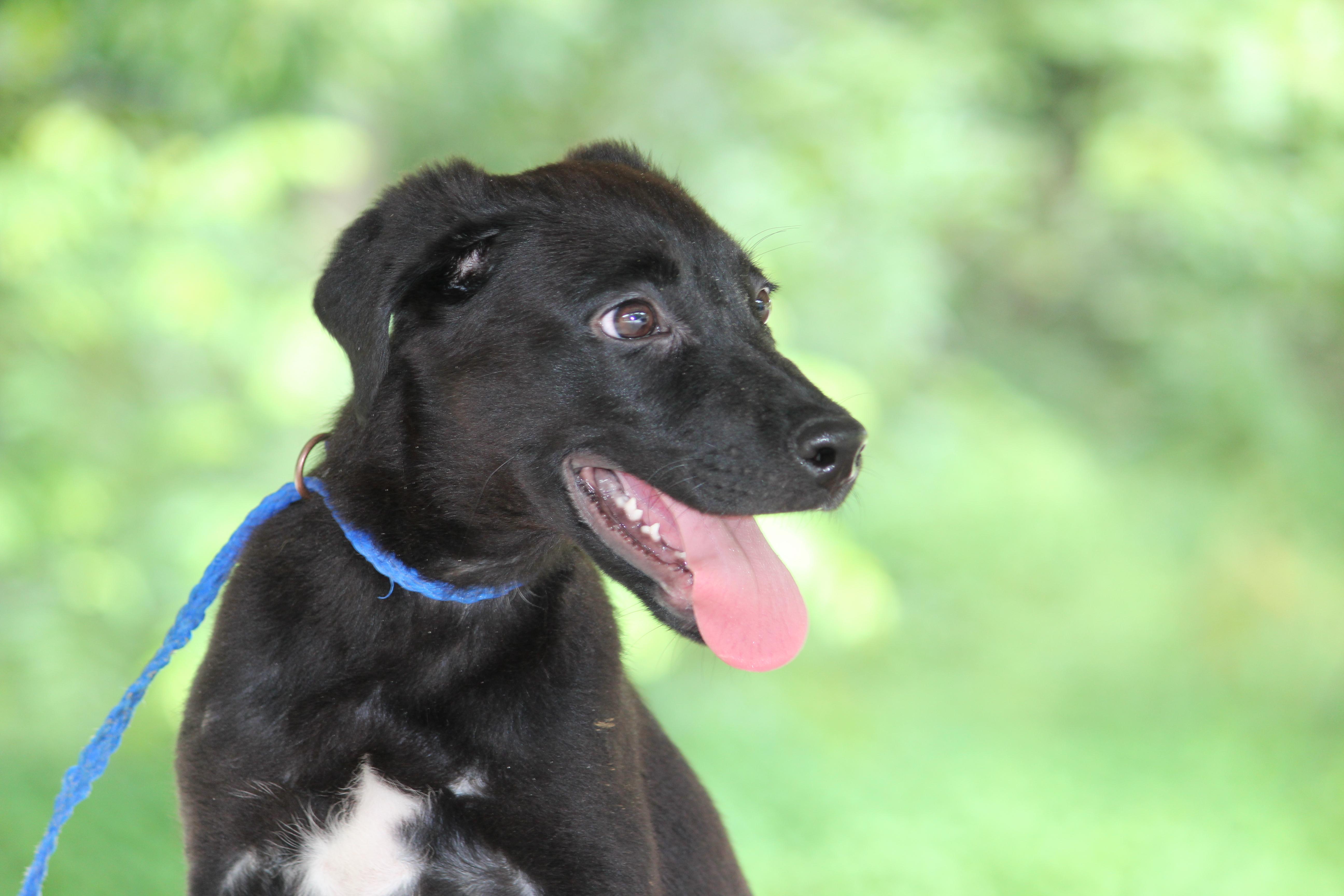 MESSI, adopted, Puppy Male Mixed Breed.