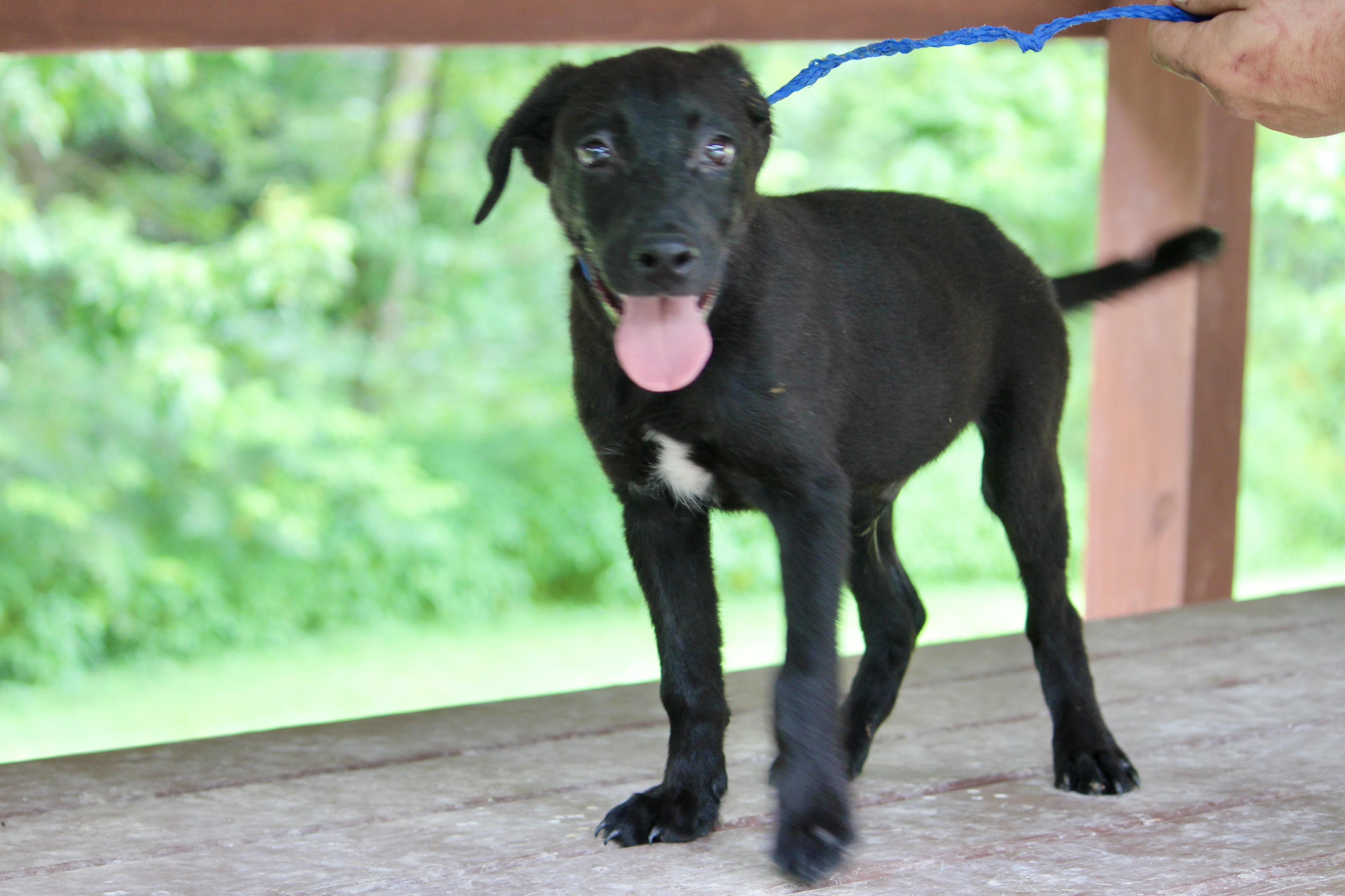Enlarge MESSI, an adopted Mixed Breed in Brazil, IN image 3/4