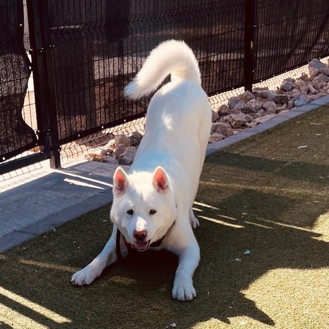 Enlarge Yuki, a Adopted Akita in Queen Creek, AZ image 4/6