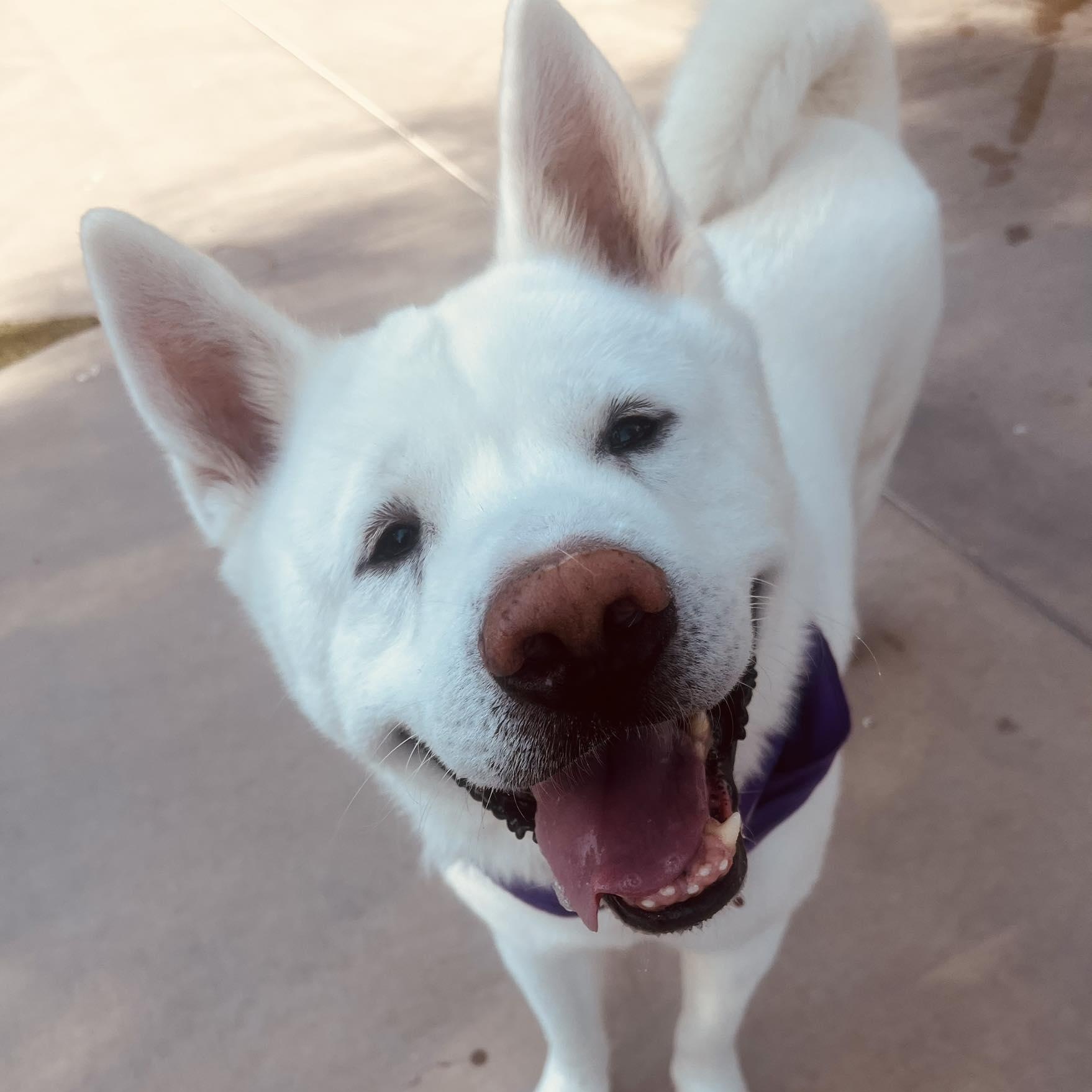 Enlarge Yuki, a Adopted Akita in Queen Creek, AZ image 1/6