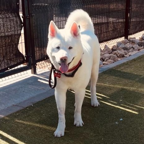 Enlarge Yuki, a Adopted Akita in Queen Creek, AZ image 2/6