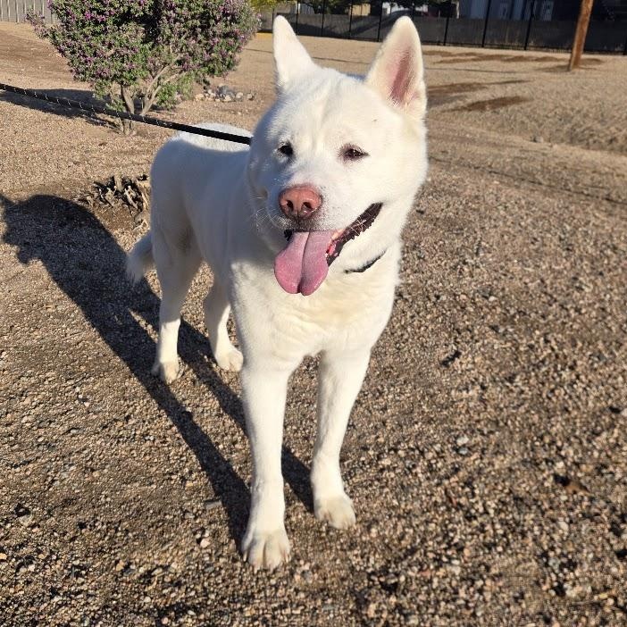 Enlarge Yuki, a Adopted Akita in Queen Creek, AZ image 5/6