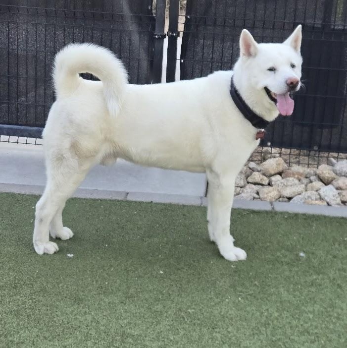 Enlarge Yuki, a Adopted Akita in Queen Creek, AZ image 6/6