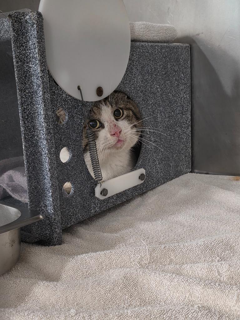 Bulbasaur, Adoptable, Adult Male Domestic Short Hair.