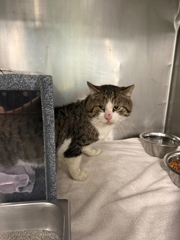 Enlarge Bulbasaur, a Adoptable mixed breed in Rockport, TX image 2/2