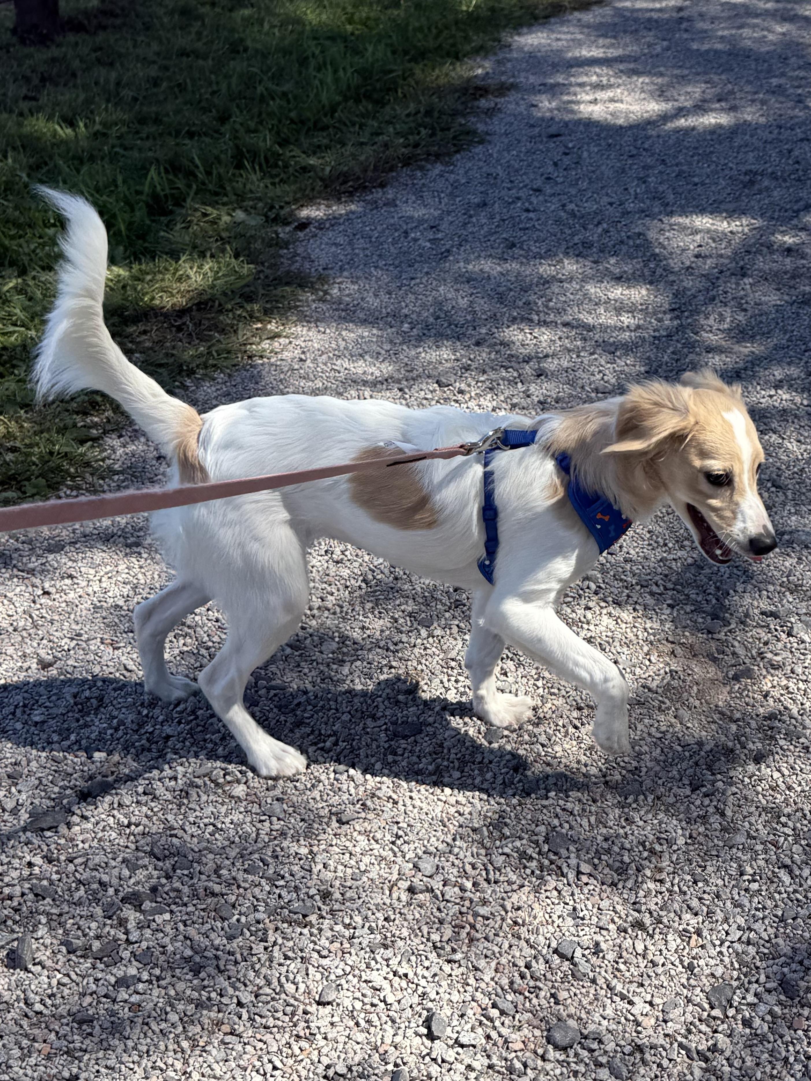 Juneau, Adoptable, Young Female Miniature Poodle & American Eskimo Dog.
