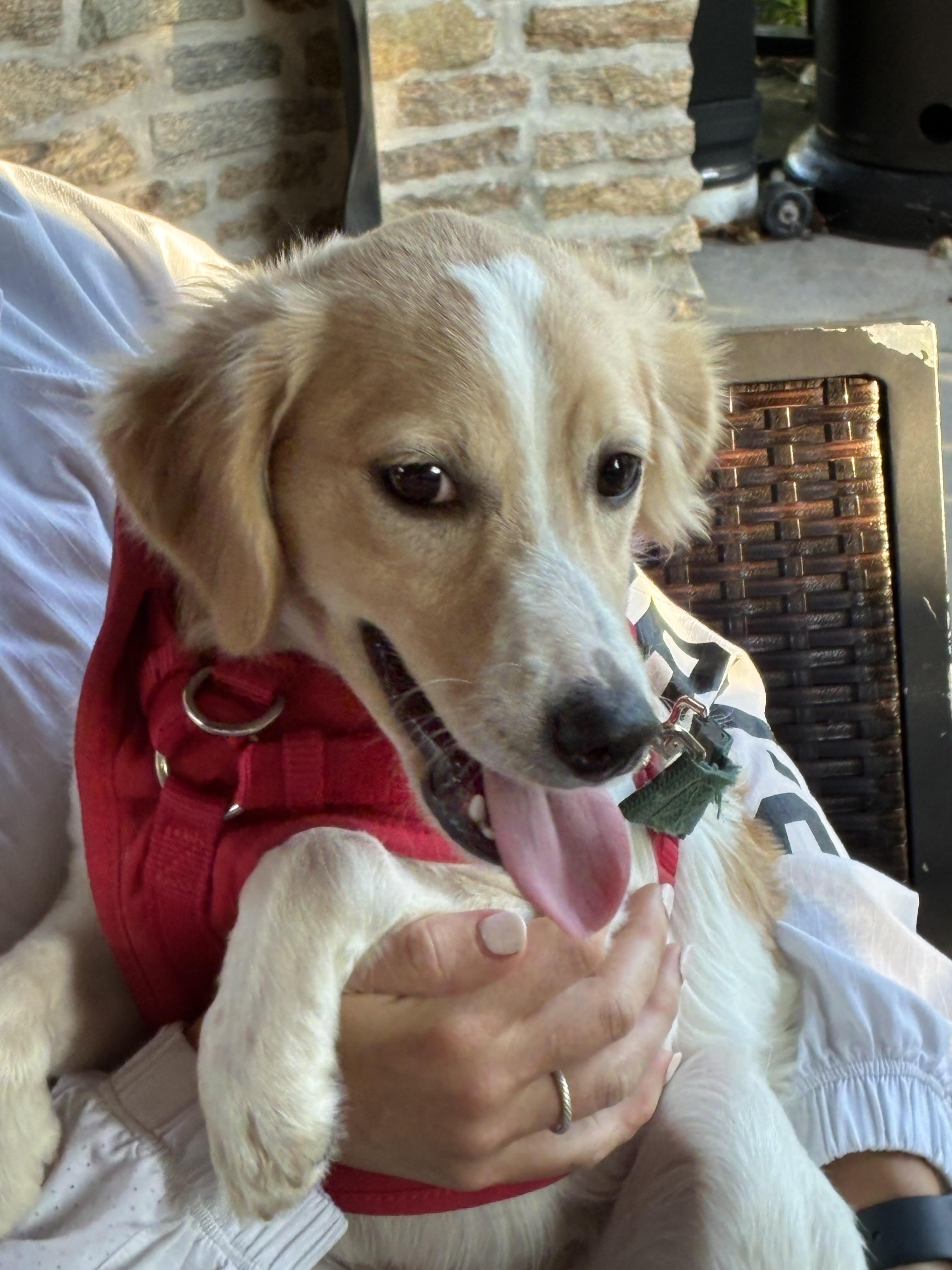 Enlarge Juneau, a Adoptable mixed breed in Havertown, PA image 3/5