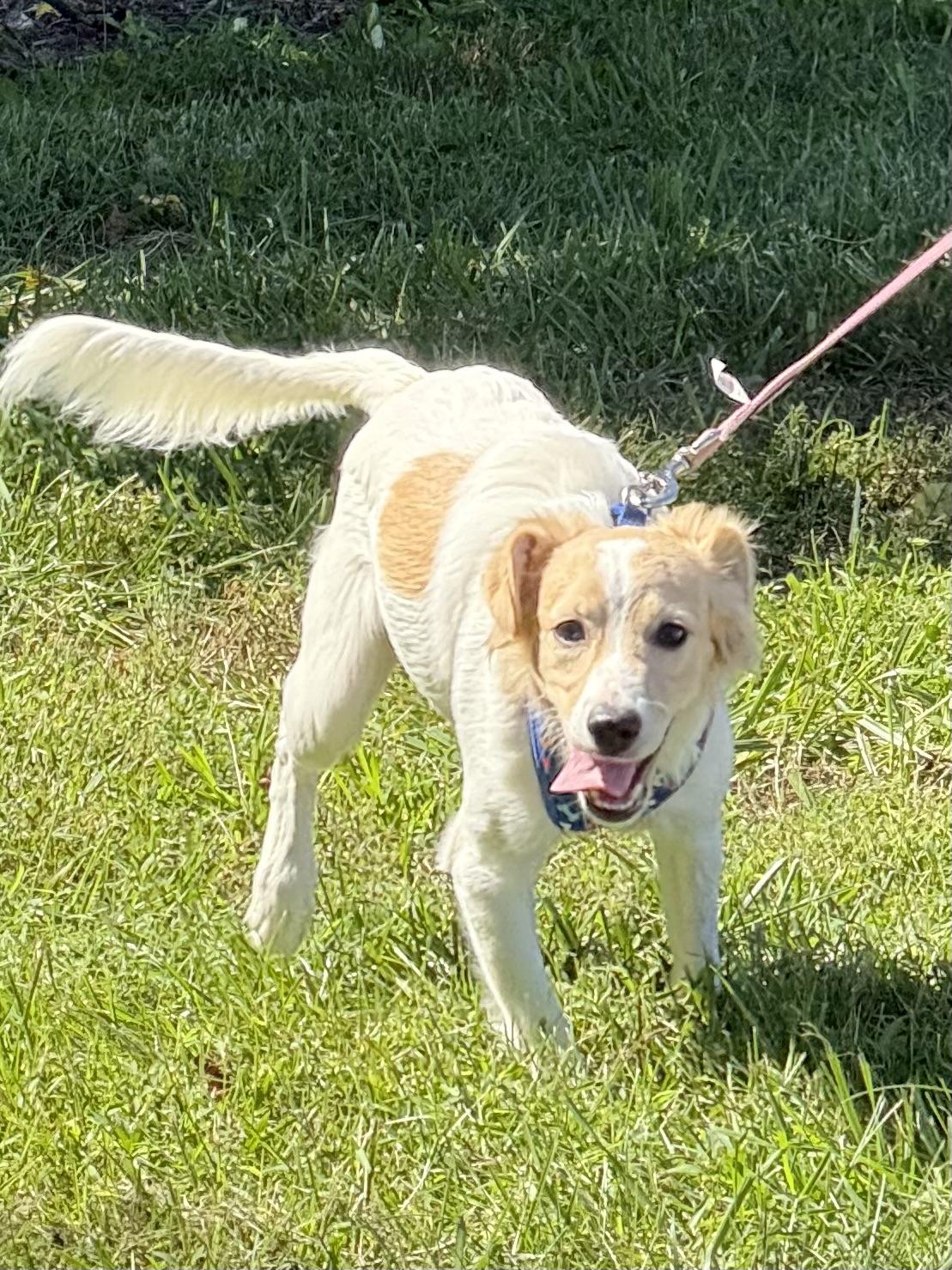 Enlarge Juneau, a Adoptable mixed breed in Havertown, PA image 5/5