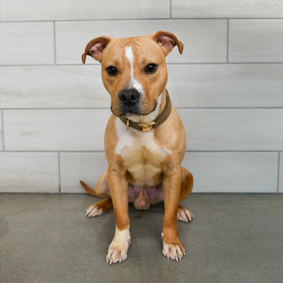 Buster, Adoptable, Young Male Pit Bull Terrier & Mixed Breed.