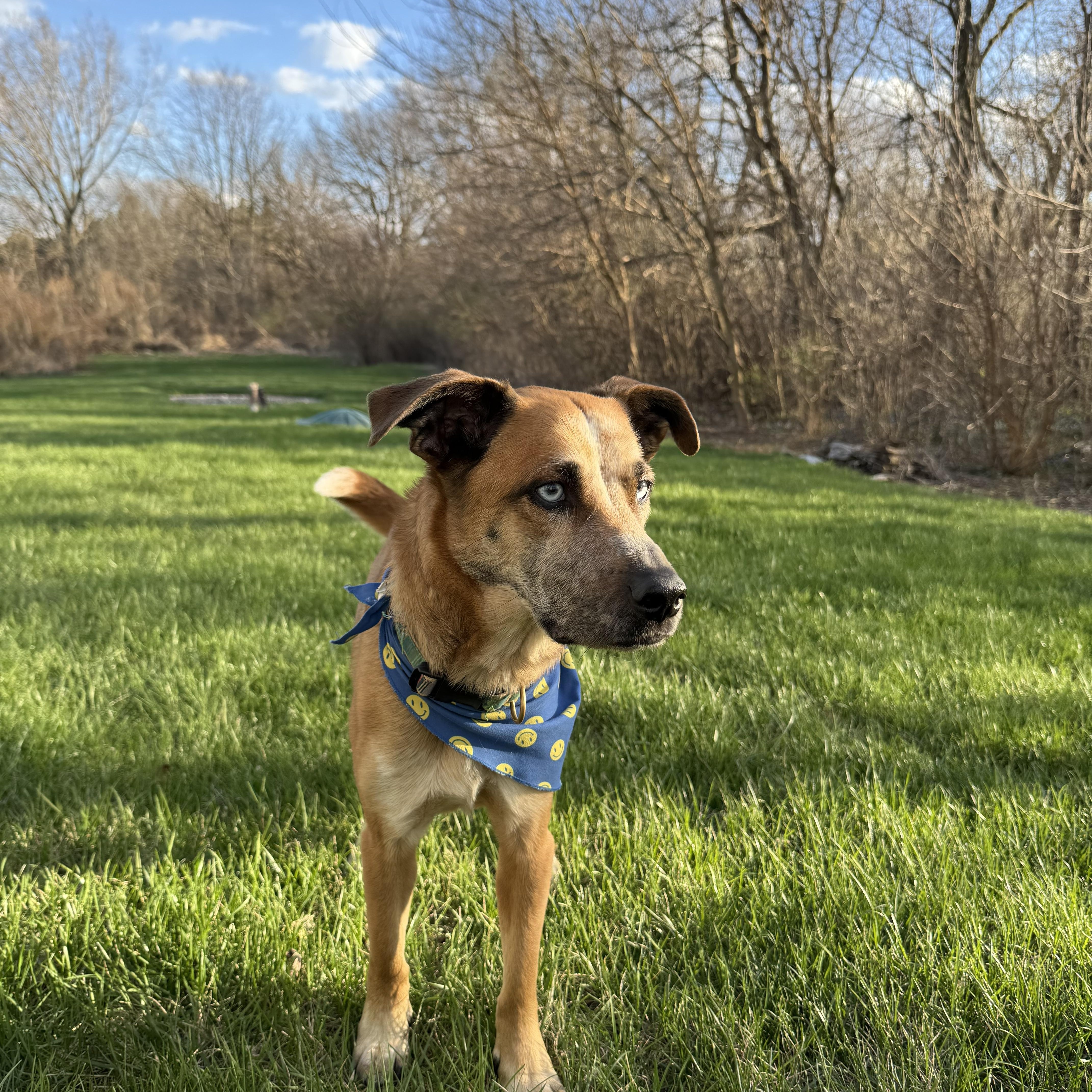 Enlarge Eros, a ADOPTABLE mixed breed in Aurora, IL image 3/5